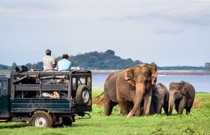 Afternoon Safari