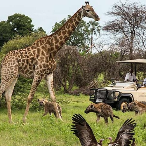 All Overnight Safari Cape Town