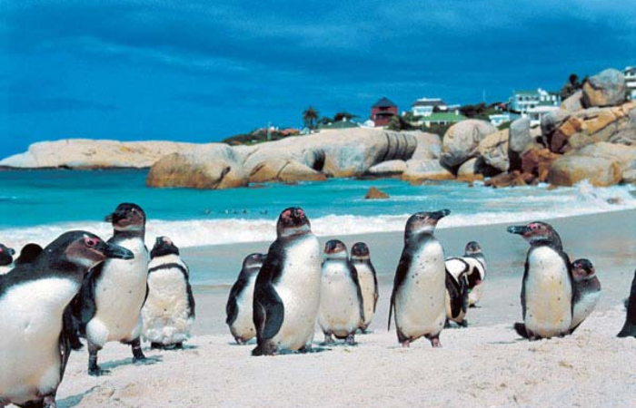 Boulders Penguin Colony