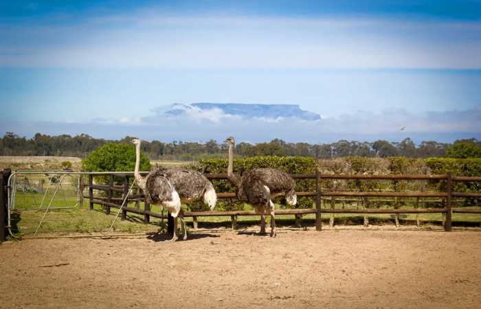 Cape Town Ostrich Farm