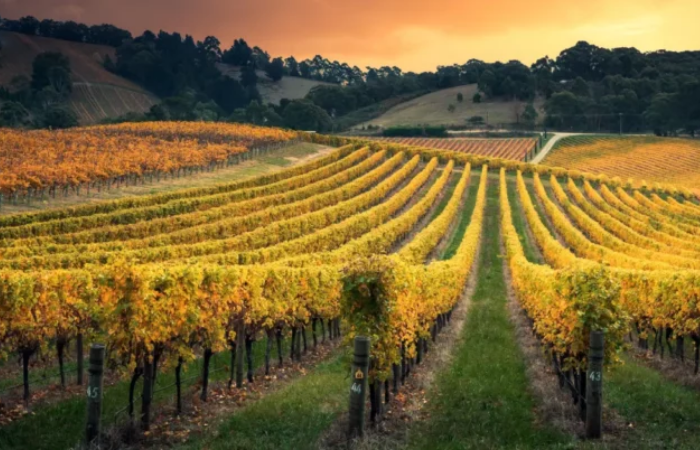 Cape Town Wine Tour