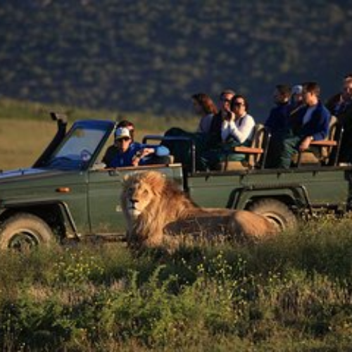 Day Trip Safari CapeTown