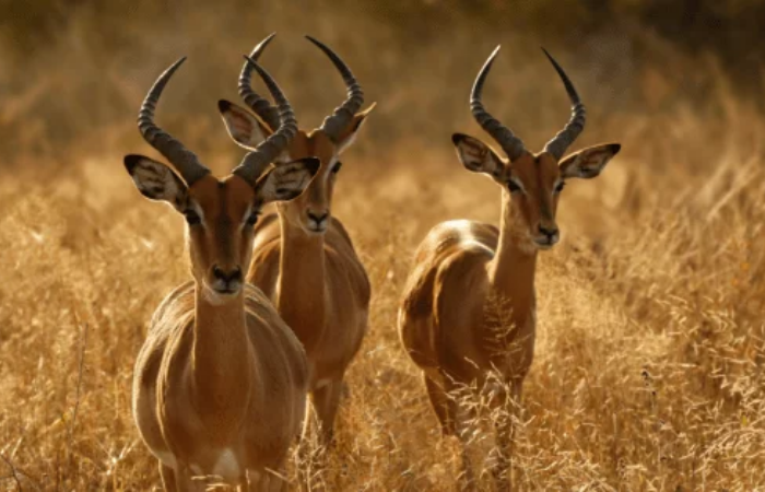 Full Day Safari Cape Town