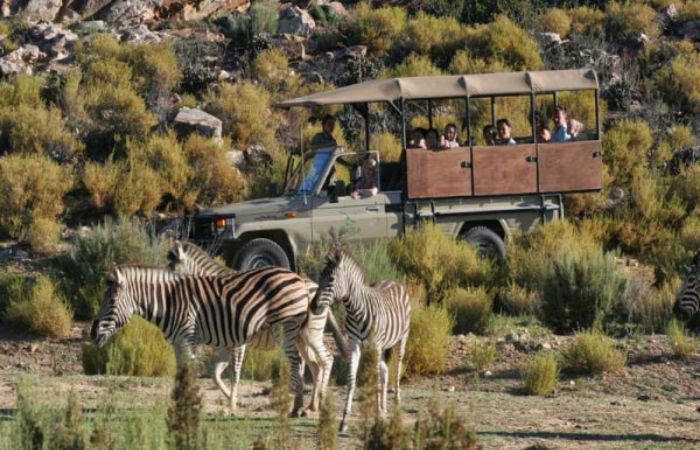 Game Drives Cape Town