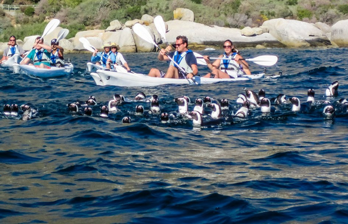 Kayak with Penguins