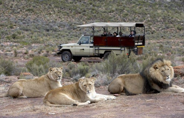 Overnight Safari 4 Star