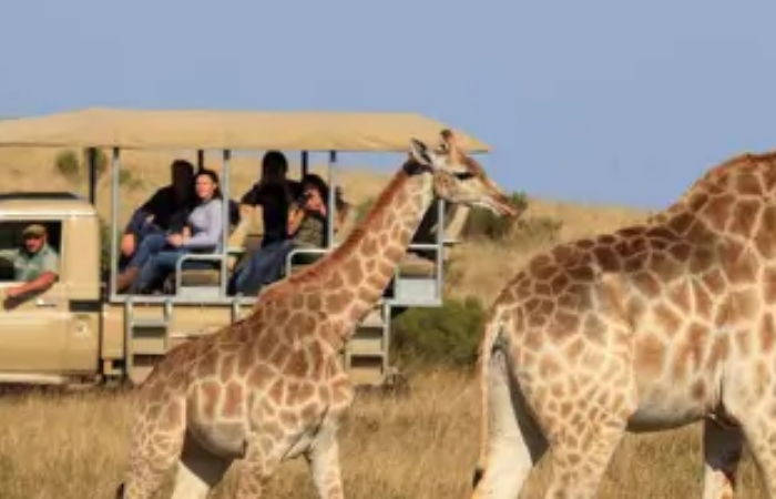 Overnight Safari Cape Town