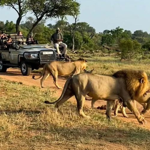 Safari Cape town