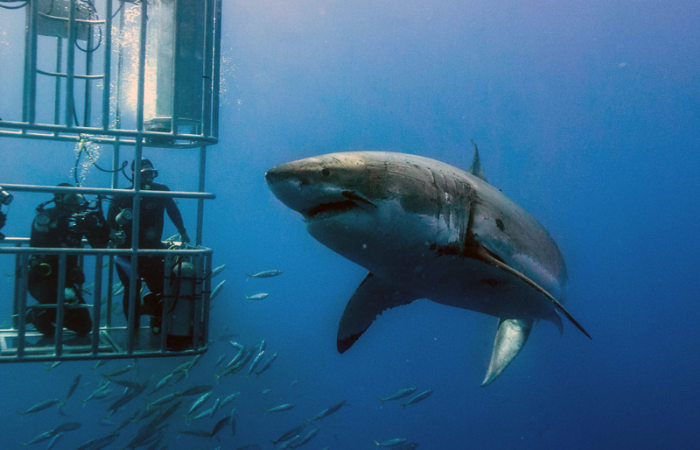 Shark Cage Diving Cape Town