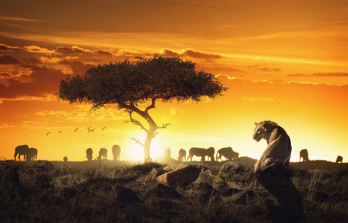 Sunset Safari