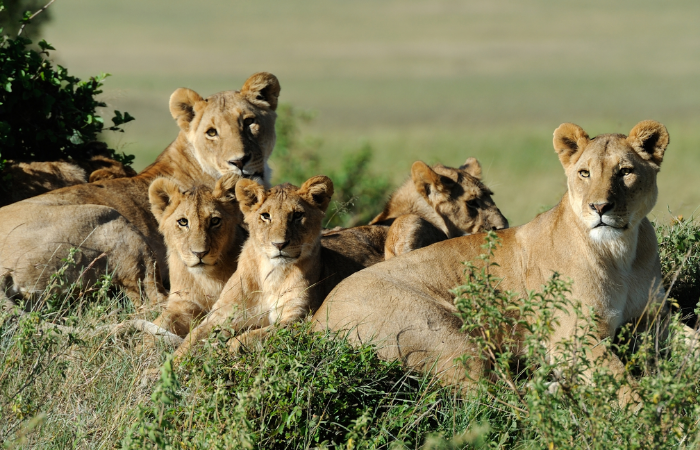 Traditional Big 5 Safari