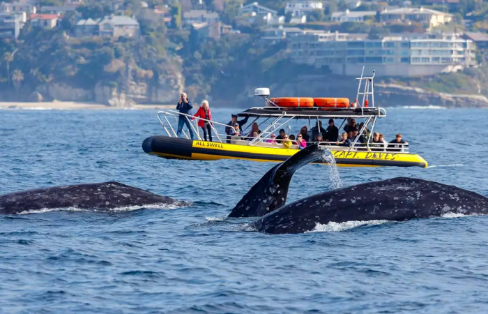 WHALE WATCHING TOUR