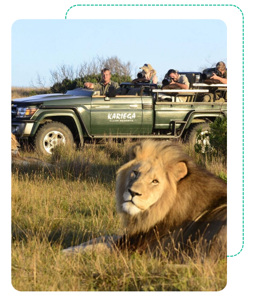 Your Trusted Guides For Safari Cape Town